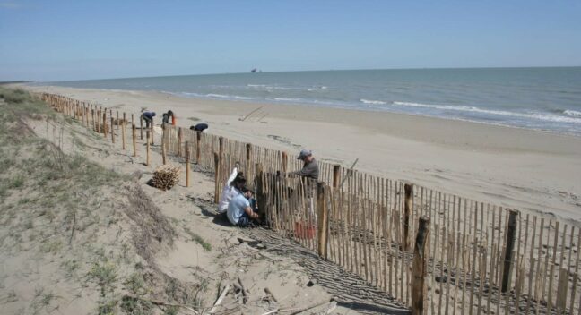 Dune construction and strengthening